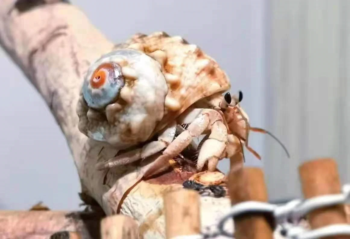 

3-4 см раковина краба Hermit, сменная раковина, натуральная раковина, морская звезда, коллекция, украшение для дома