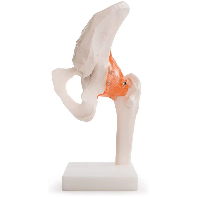 Жизненный размер анатомическая модель тазобедренного сустава человеческий