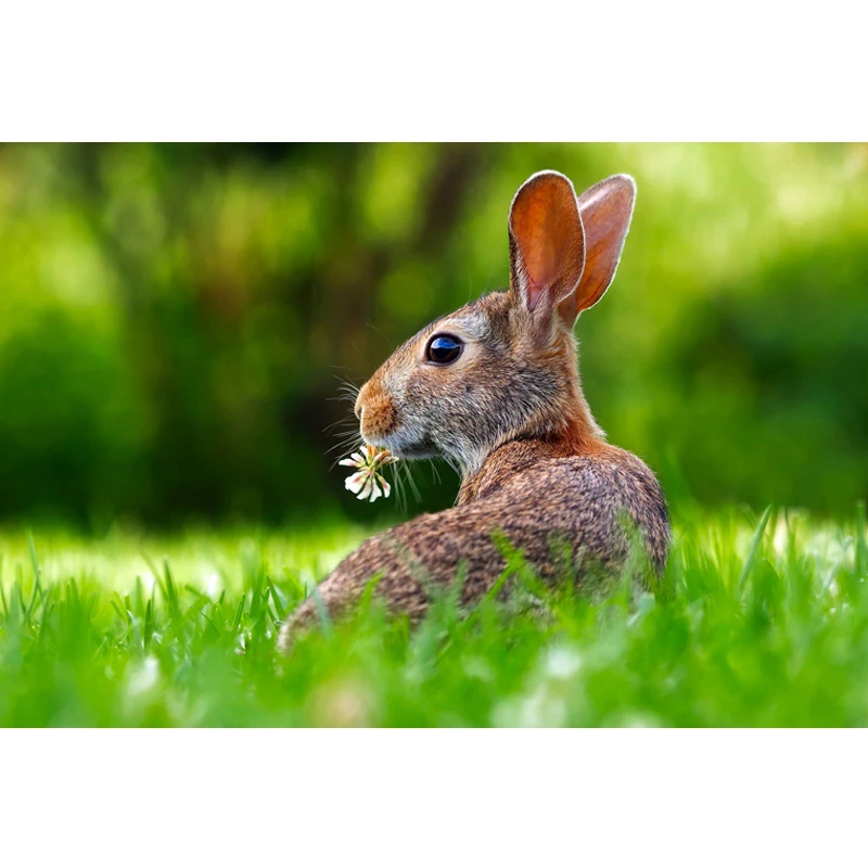 Полная дрель Алмазная картина кролик DIY вышивка стразами рисунков животных