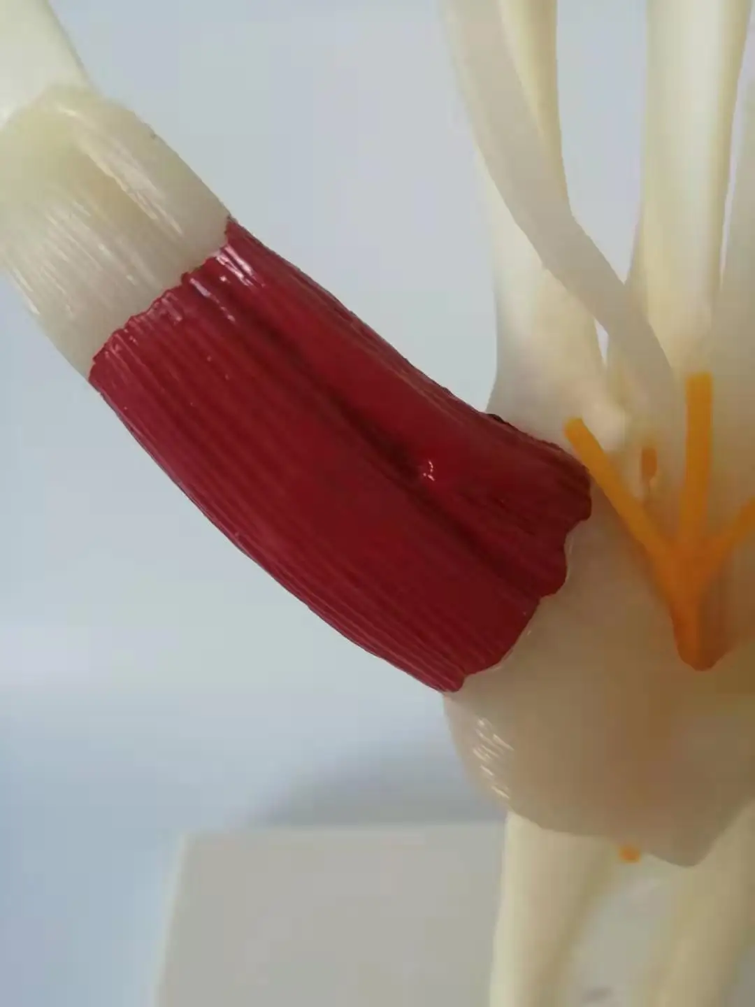 Модель ручного соединения с мышцами сухожилия кости нервы человеческий скелет