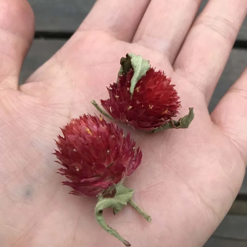 1-2CM Head/100PCS Dried Natural Flower Globe Amaranth Decorative Petal Mini Strawberry DIY Candle Making Soap Home Decor Wedding - купить по