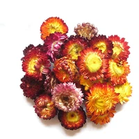 100g natural dried bracteantha bracteata flowerscolorful daisy flowersdried colorful chrysanthemum flowers