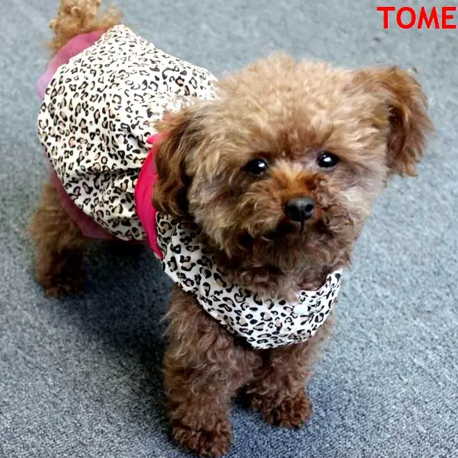 Милое летнее платье-пачка для щенка TOMEPETS с леопардовым принтом маленьких собак |