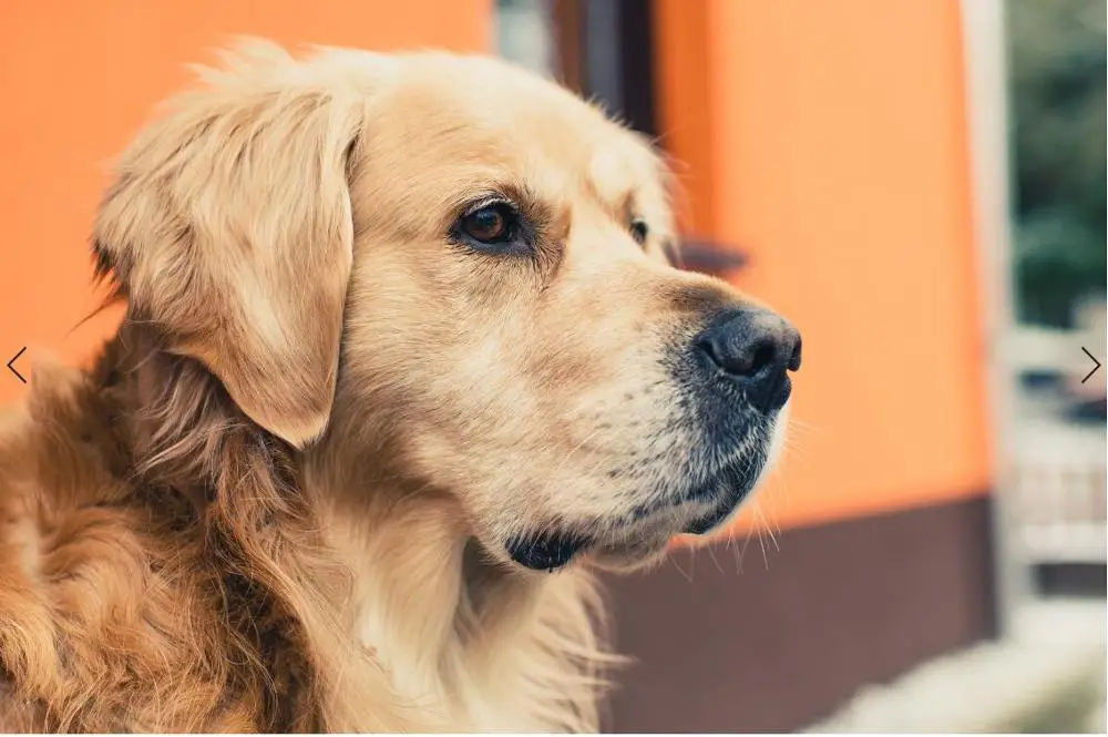 Картина по номерам художественная краска маленькие глаза кролики морковь