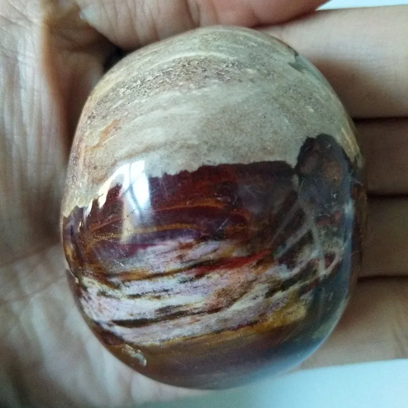 Натуральное дерево fossilThe fossilized камень из натуральной деревянной пальмы