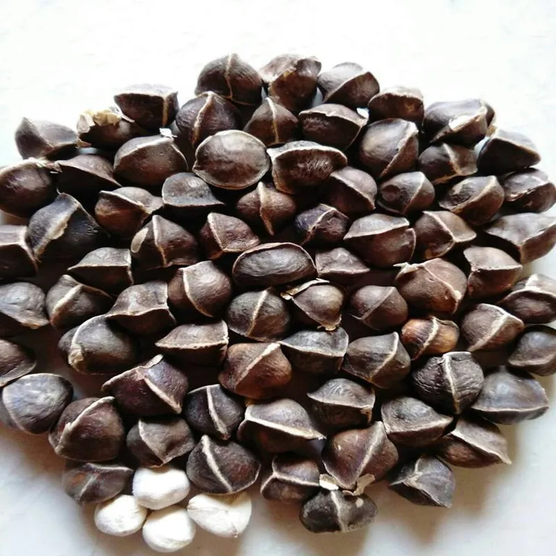50pcs-1000pcs 99% High Germination Rate Moringa Oleifera It Can Be Planted and Eaten Free Shipping | Красота и здоровье
