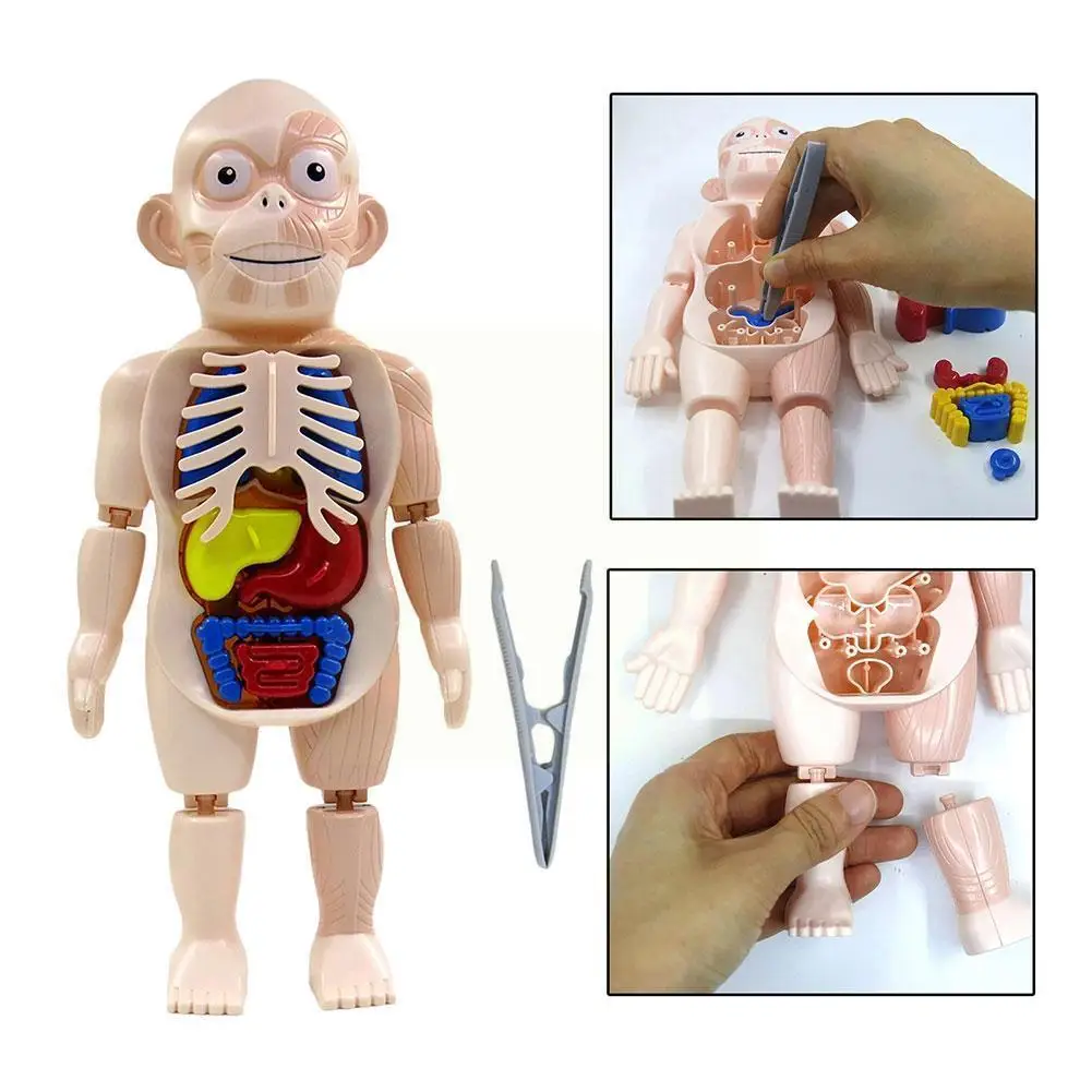 

Сборные игрушки «сделай сам», модель человеческого органа, экспериментальное учебное пособие, научное обучающее оборудование, игрушки для ...