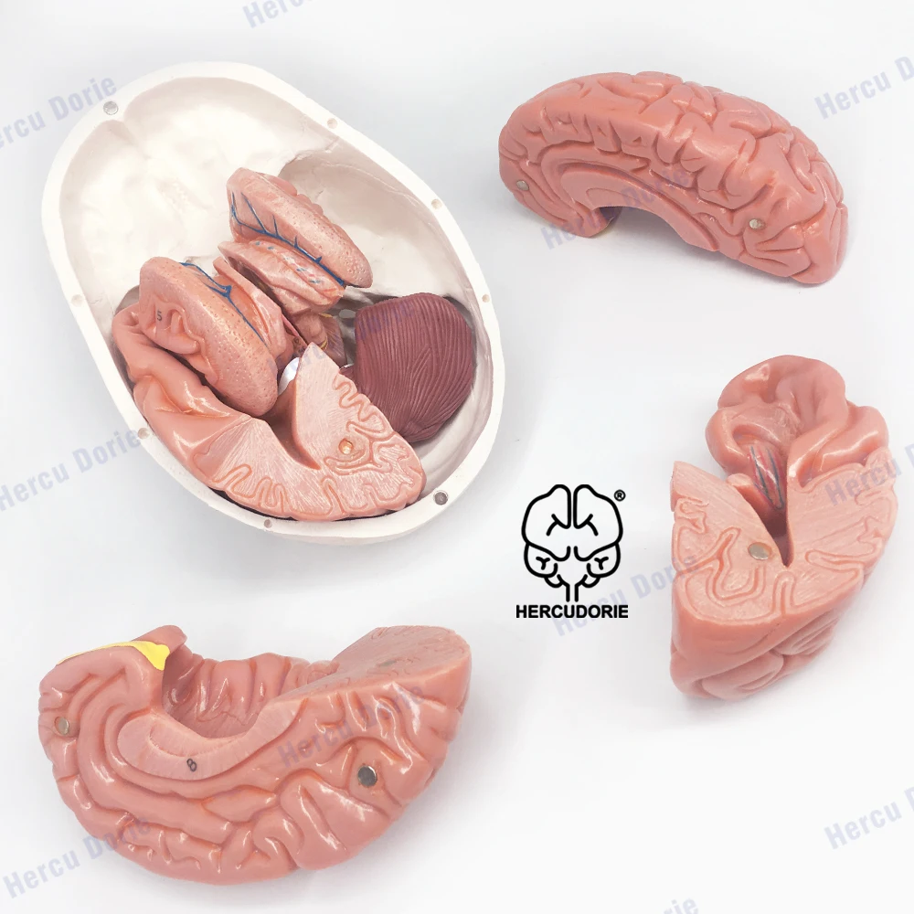 Human Skull and Brain Model 11 Parts Life Size Anatomical Head W/Brain for Medical Teaching Learnin | Канцтовары для офиса и