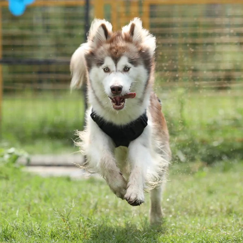 

Dog Harness Training Harness Winter Removable Chests Pad Pets Vests Harnesses Outdoor Dogs Product Dropshipping