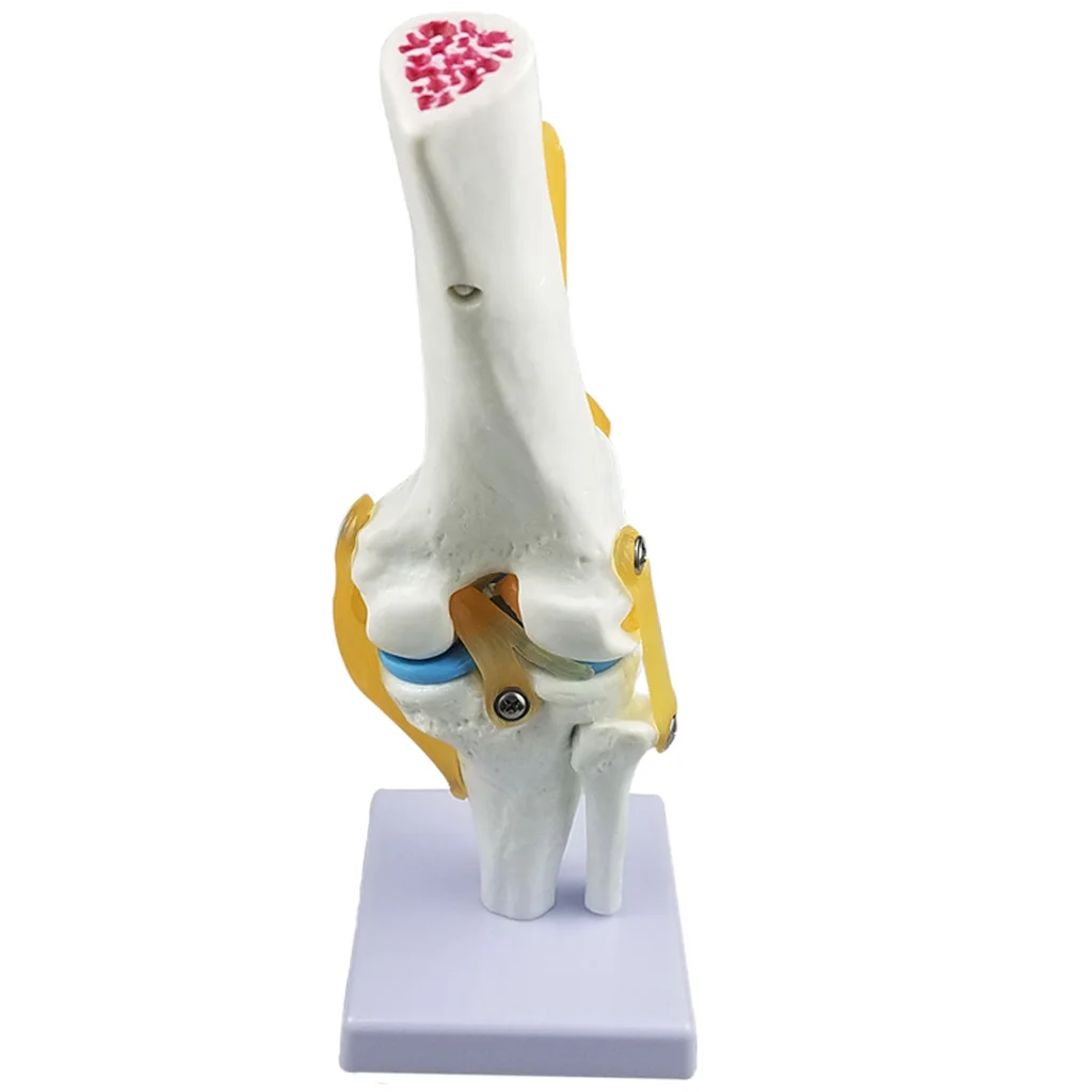 Estructura de esqueleto de anatom&iacute;a humana para articulaci&oacute;n de rodilla, modelo de laboratorio, demostraci&oacute;n-2