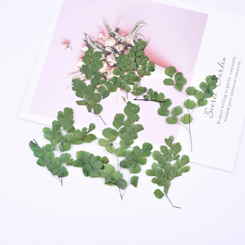 Maidenhair папоротник сено тиснение diy клей фотоальбом Закладка прессованный цветок