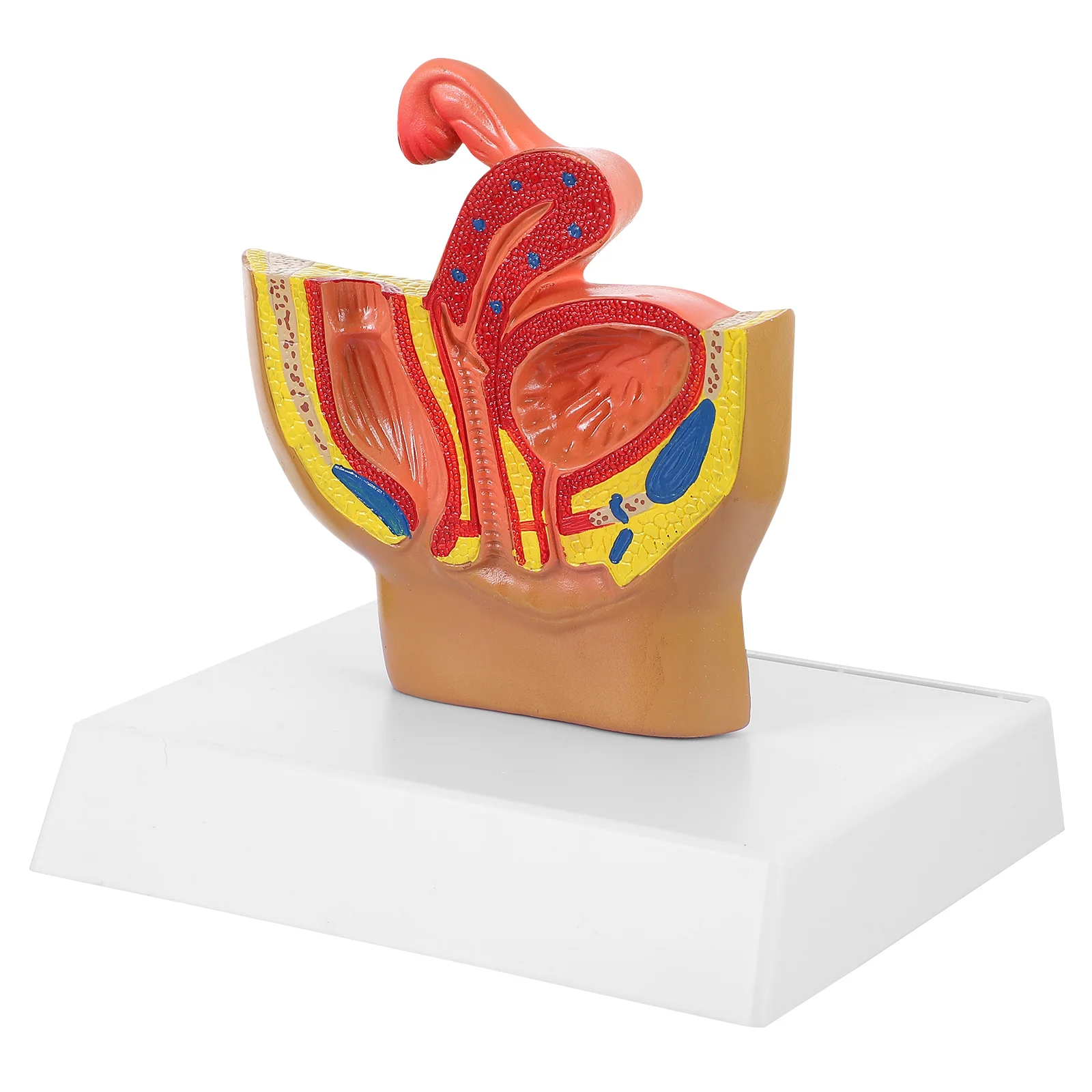 

1pc Female Pelvic Anatomical Model Biology Class Accessory Pelvic Cavity Model