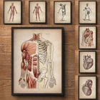 Винтажные плакаты с изображением анатомии человека, для мышц, медицинской клиники, скелетоны, системы органных систем, холщовые картины, декоративные настенные картины для обучения