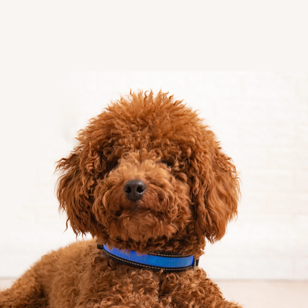 водонепроницаемый ошейник для собак и кошек шейный поводок светодиодный