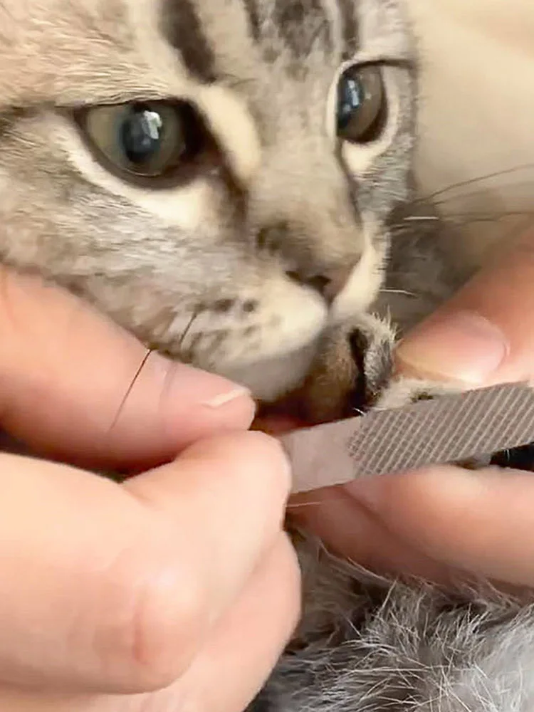 

Pet Nail Clipper Scissors Professional LED Safety Nail Clippers Convenient Nail Cutter Pet Dog Cat Claw Toe Clea