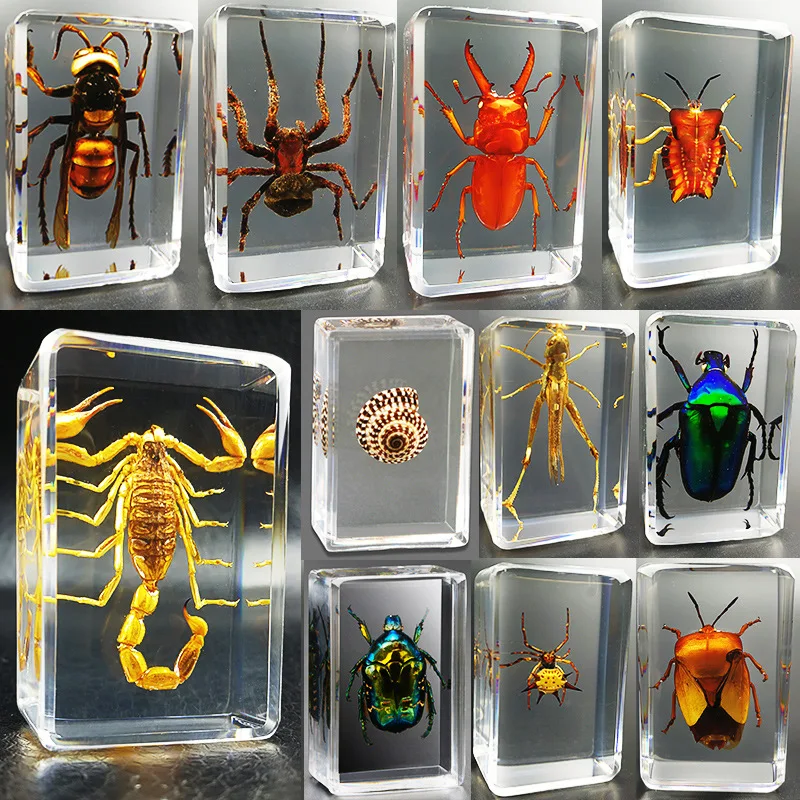 

New real insect specimen transparent resin spider autumn beetle scorpion wasp