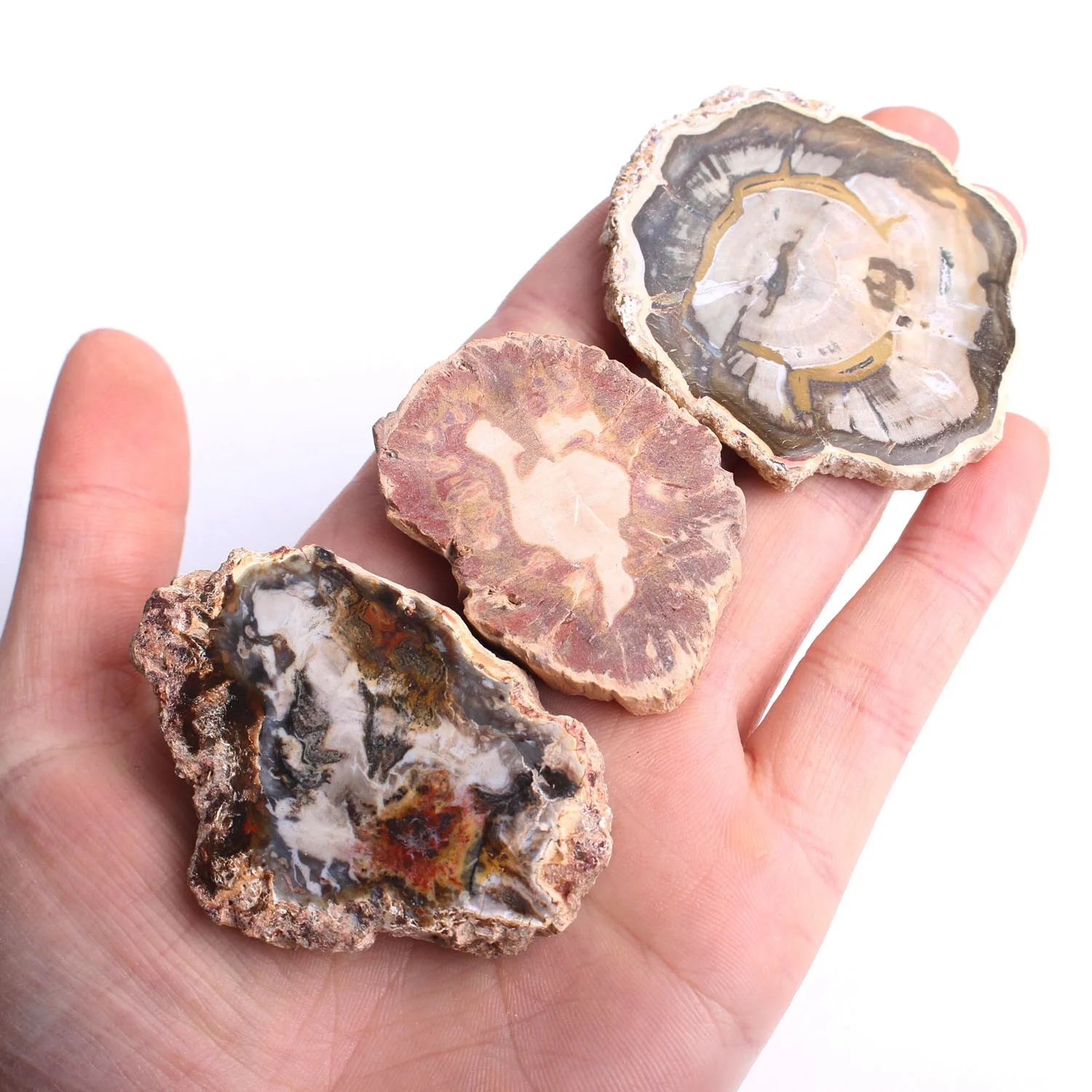 1 шт. полированный микросекти из натурального окаменевшего дерева кусочки