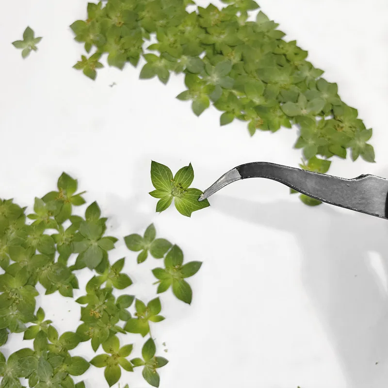 

Натуральные прессованные листья лагута, 0,7-2 см/24 шт., настоящий лист для ногтевого дизайна, высушенный цветок, клей для телефона