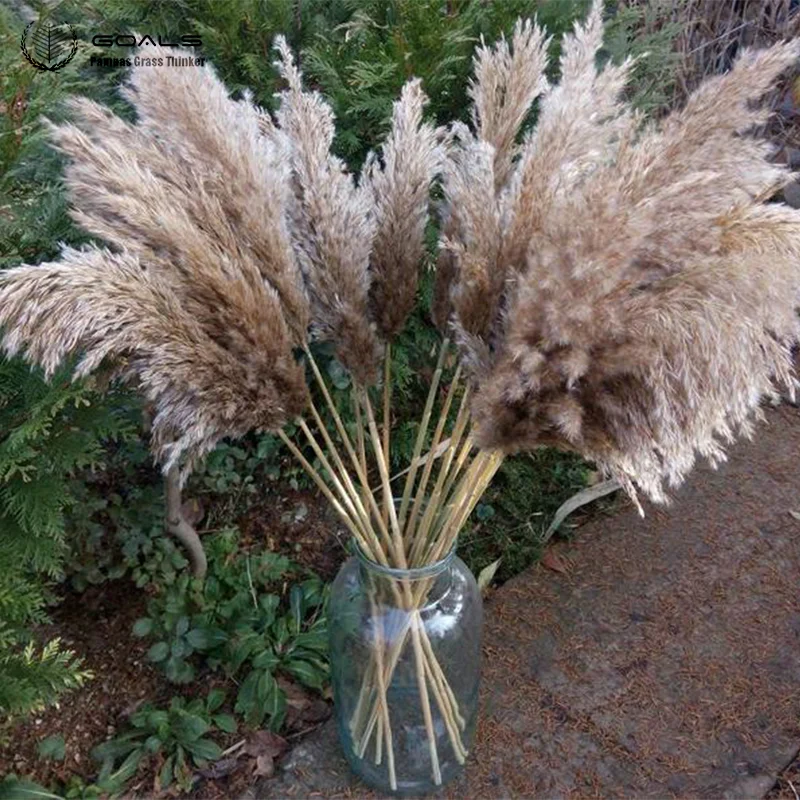 

20pcs Dried Flowers Natural Pampas Grass Decor Wedding Use Bunch Pampas Flower forHome Decoration