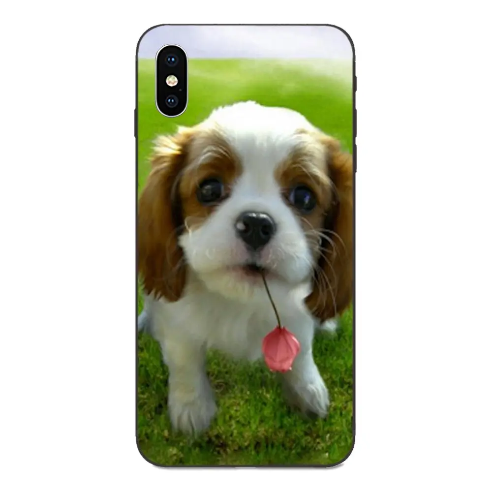 Кавалер король Шарль спаниель собака для Apple iPhone 4 4S 5 5S SE 6 6S 7 8 11 Plus X XS Max XR Pro мягкий