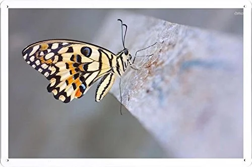 

Pet Poster Butterfly Tin Sign Plate Artwork