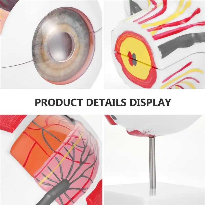 Модель человеческого глаза модель увеличения глаз анатомии глазного яблока