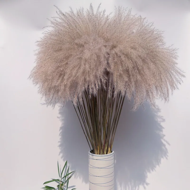

10/30/50 Pcs Natural Dried Small Pampas Grass Plants Natural Wedding Flower Decor Dried Flowers Real Plant Bouquet Home Ornament