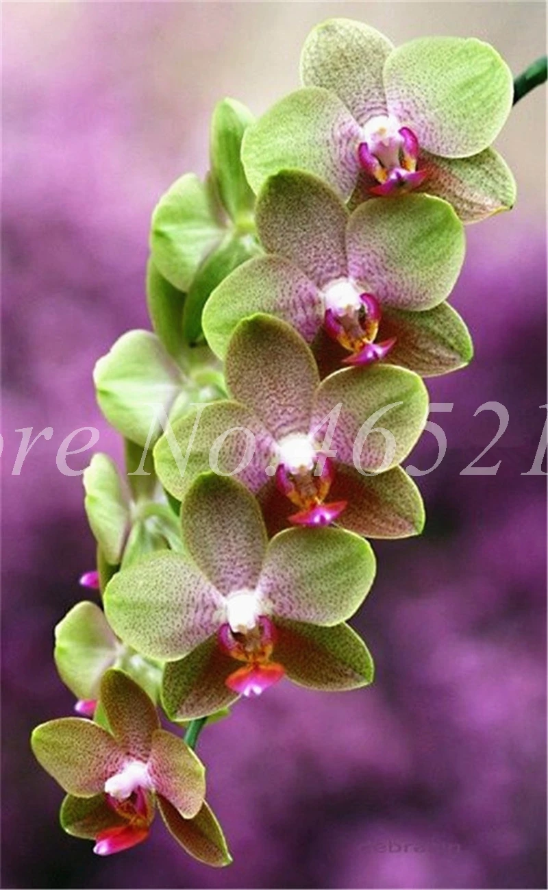 Большая распродажа! 100 шт Редкие орхидеи Cymbidium Декоративные искусственные