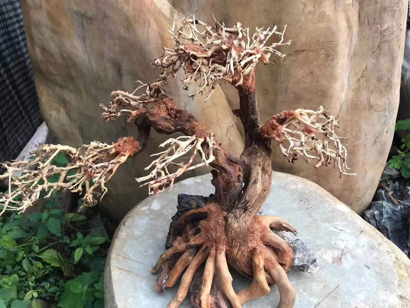 

supply aquarium bonsai tree