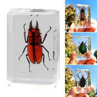 beautiful insect in resin animal collection paperweight for office desk decor accessories for biology science teacher education