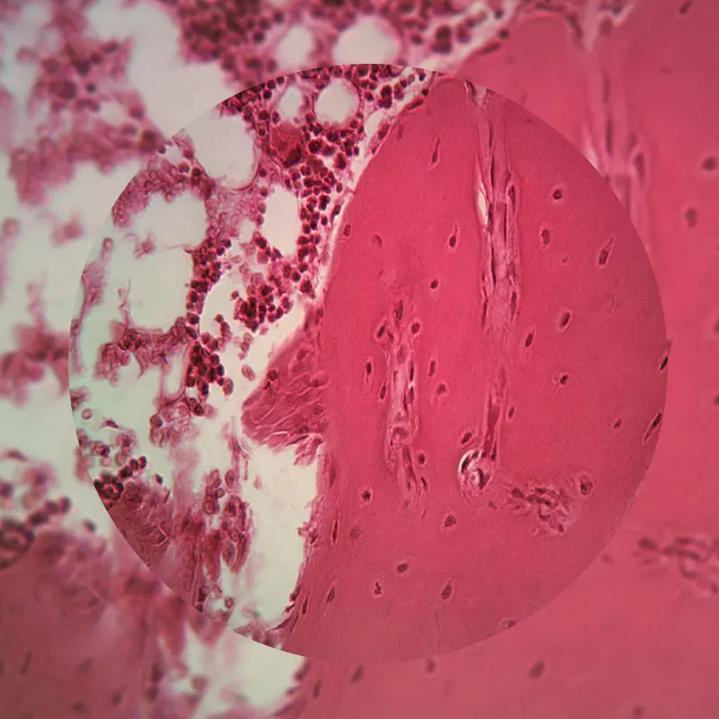 Лабораторные образцы насекомых 200 шт. в пластиковой коробке|microscope slides|science