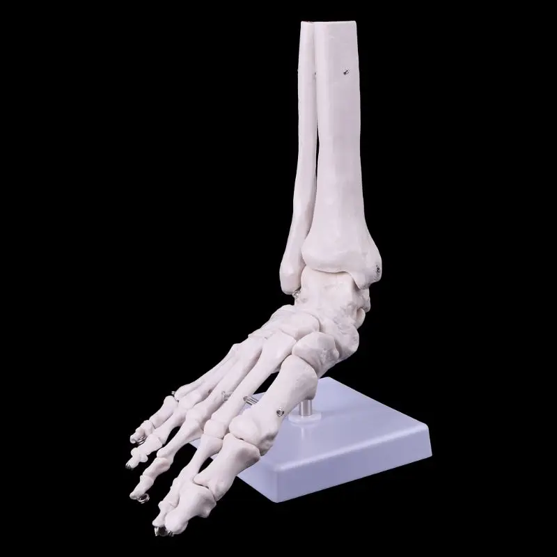 

Life size Foot Ankle Joint Anatomical Skeleton Model Display Study Tool 090F