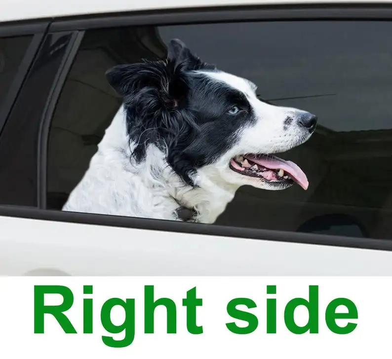 

2021 Border collie window sticker , 3D sticker, Border collie car decal
