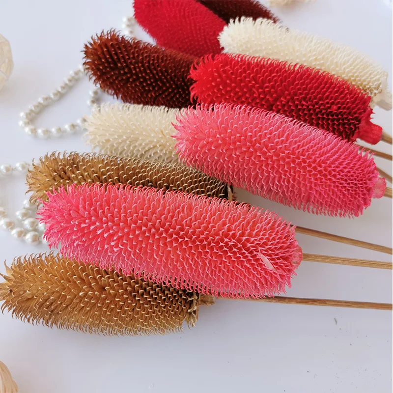 

Dried Flowers DipsacusSativus Real Plant Home Decor Artificial Decoration Flower Bounquet Vase Fillers Party Supplies