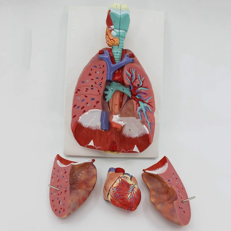 Анатомическая Анатомия человека дыхательная система медицинская модель горла