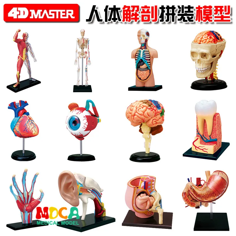 4d Human Body Torso Organ Anatomical Model Selection Educational Master Puzzle Assembling Toy Medical Supplier Teaching