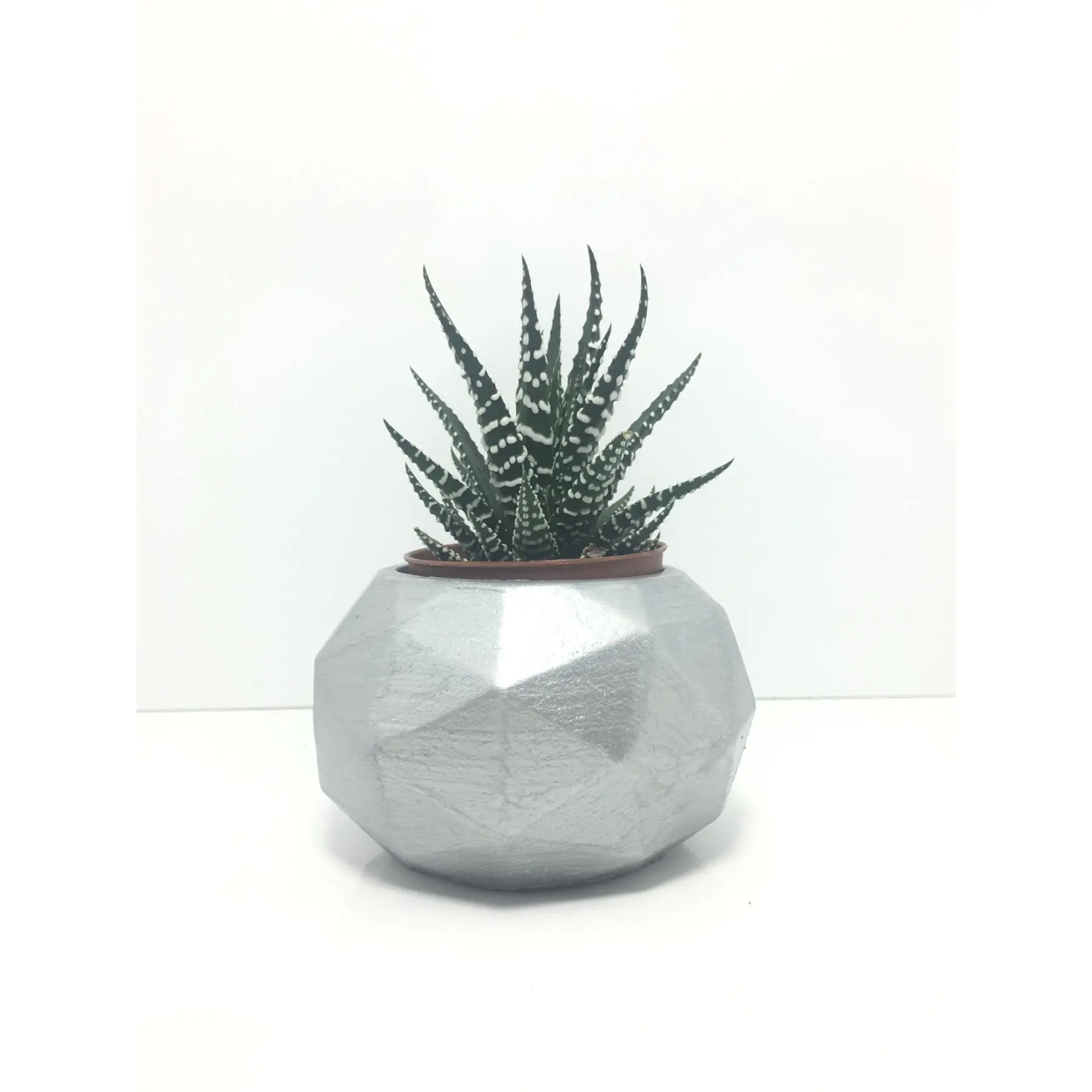 

Octagonal Concrete Pot and Live Sukulent - YE1605