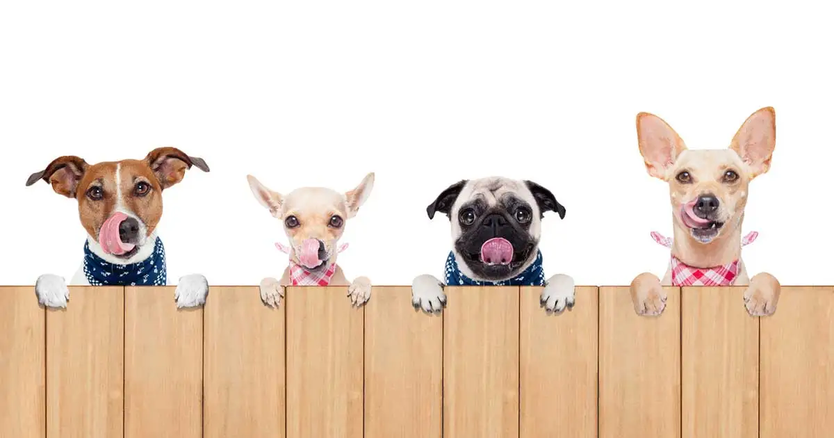 8 дюймов pet Парикмахерские ножницы набор розовый набор высокого класса ножницы для домашних животных
