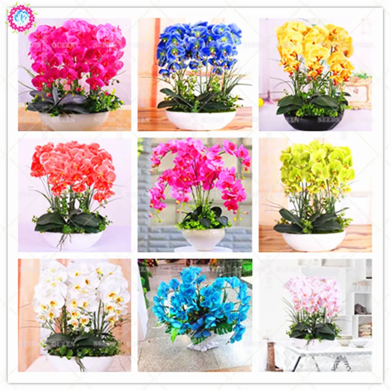 100 шт смешанный фаленопсис красивый розовый бонсай цветок декоративный лодка