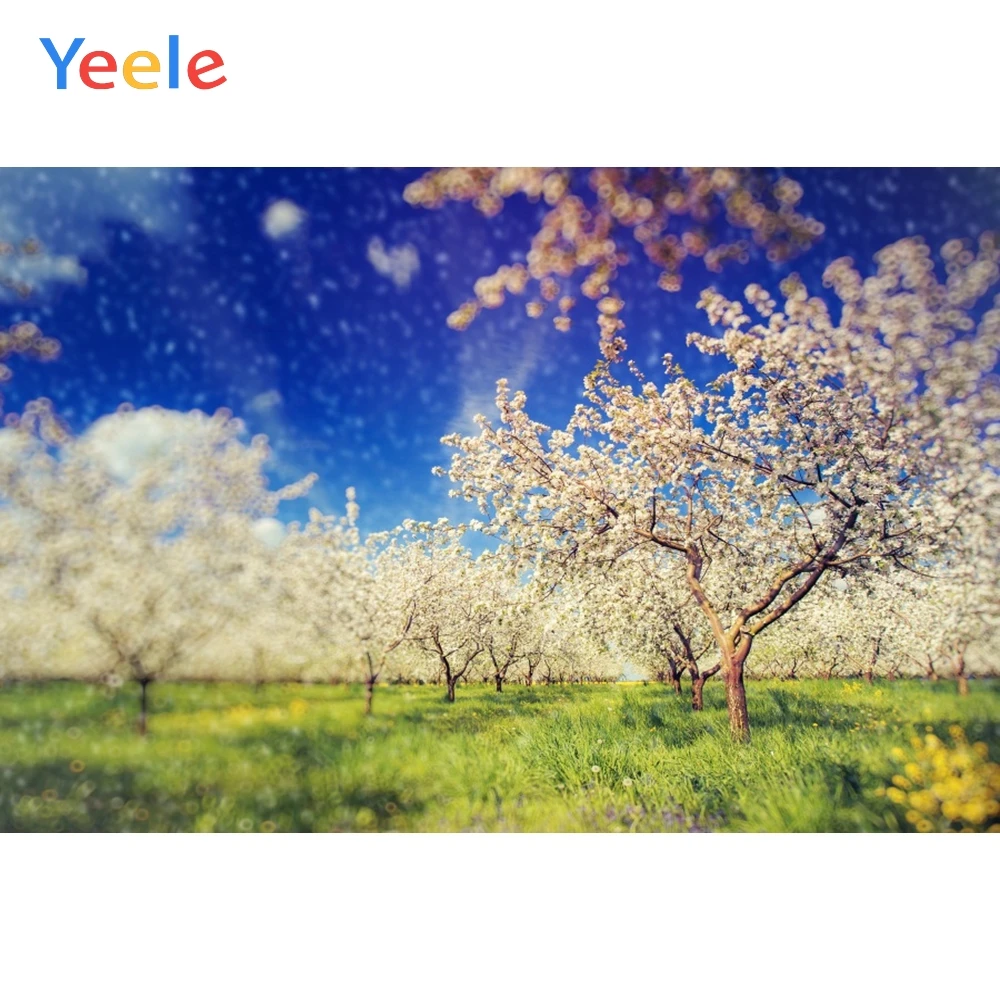 Yeele голубое небо пастбища вишневые деревья фотографии фоны для фотографий
