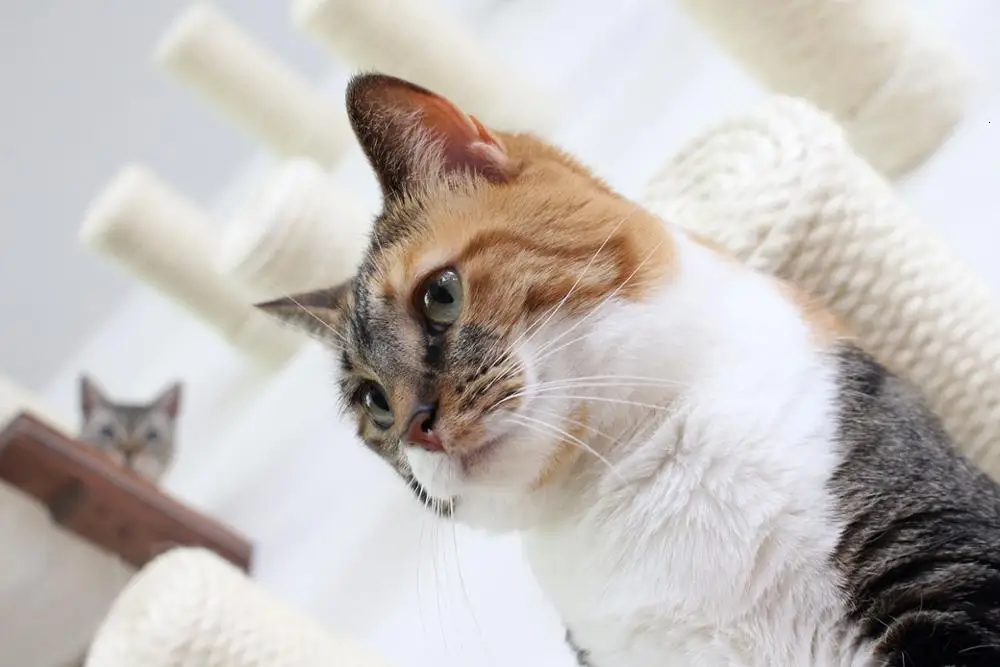 Настенный Кошкин сизаль скребок Деревянный кот для доски игрушки котенок