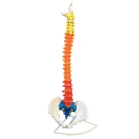 85cm human life size color didactic spine model spinevertebrae models medical teaching supplies