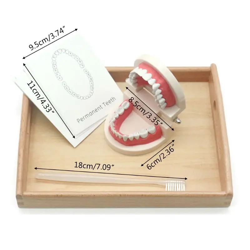 

Kids Learning Brushing Tooth Aids Toddler Practical Life Simulated Tooth Toys