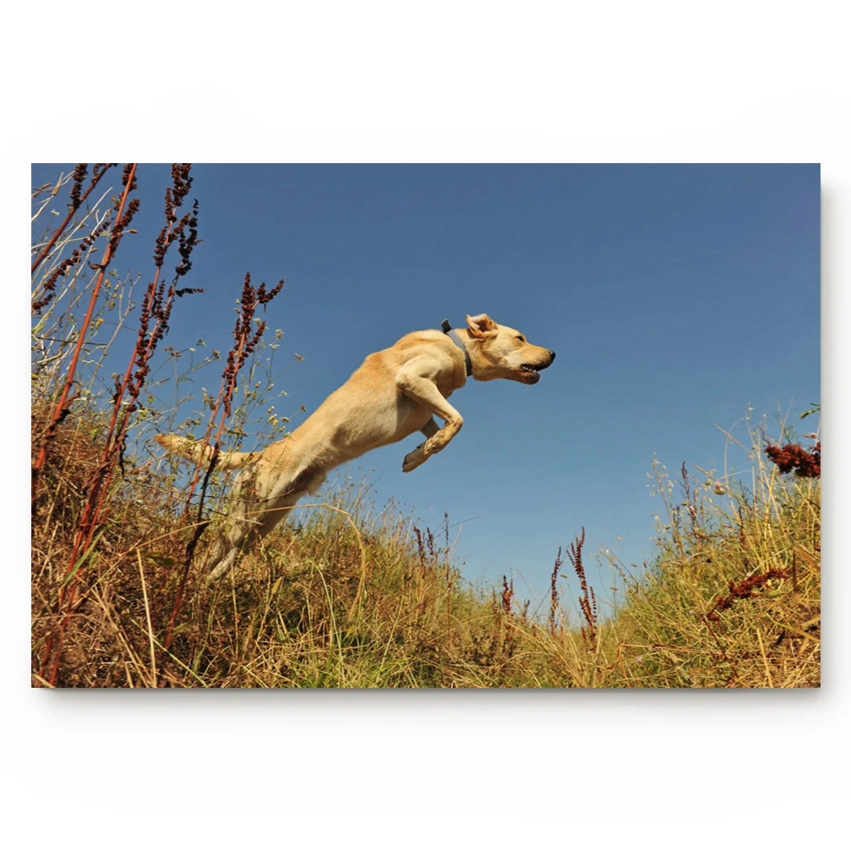 Животные Собака прыгающий Луг ванная комната нескользящий дверной коврик