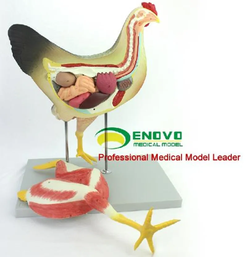 Курица птица анатомическая модель органов сердце крыло мышц ветеринарное
