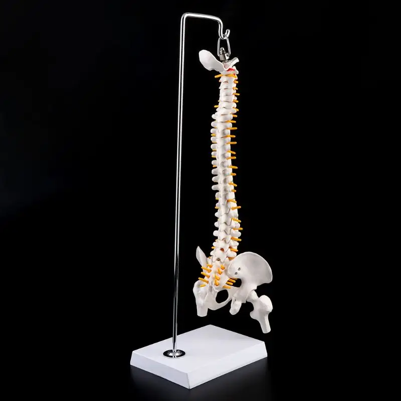 45cm Flexible Human Spinal Column Vertebral Lumbar Curve Anatomical Model Anatomy Spine Medical Teaching Tool