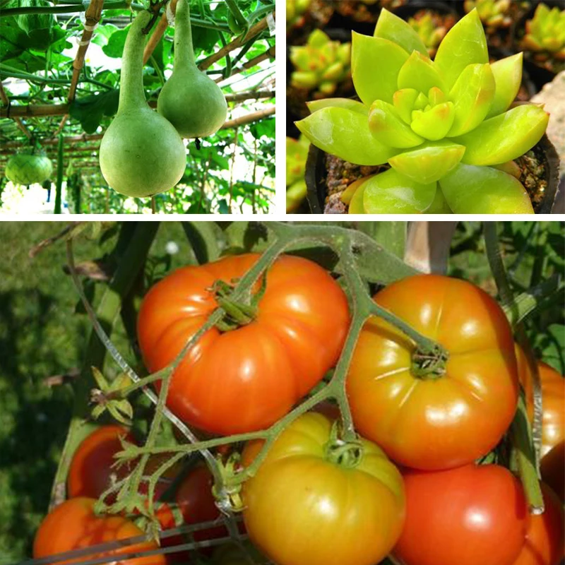 5 шт. цветущее удобрение для фруктовых деревьев | Дом и сад