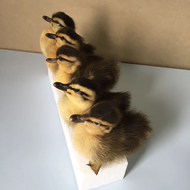 5 шт. желтая/Черная/коричневая утка TAXIDERMY | Тематическая одежда и униформа