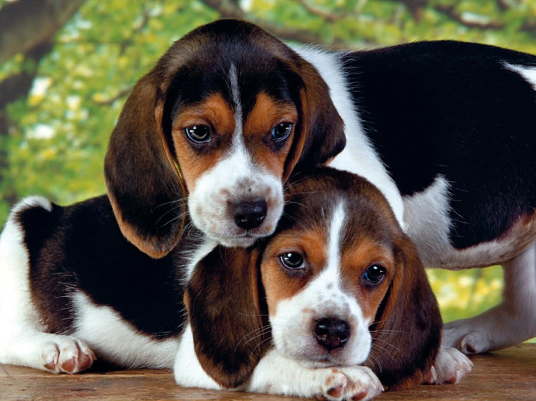 Полностью Алмазная 5D DIY картина с милым животным щенком вышивка крестиком Стразы