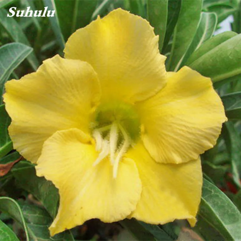 5 шт/Лот пустынная Роза Drawf Adenium Obesum Декор искусственные кашпо |